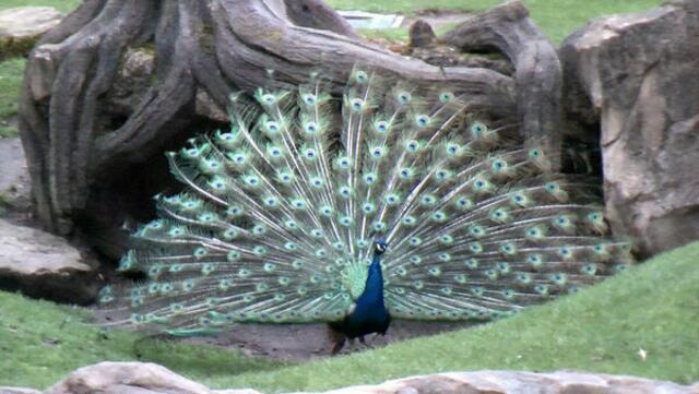 I. Januar 2021. Unsere Haustiere! Ein Pfau im Erlebnis-Zoo Hannover. Bleibt gesund!