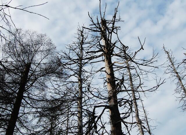 Viele Lebewesen in Fauna und Flora können die höheren Temperaturen nicht vertragen.