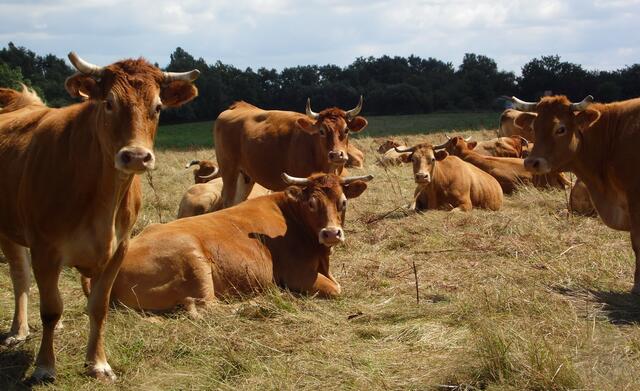Eine Milliarde Rinder und acht Milliarden Schweine belasten das Klima nicht gerade wenig.