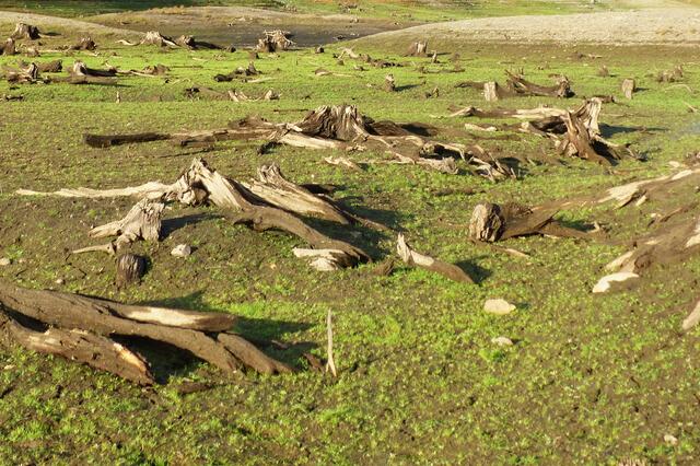 Wälder werden abgeholzt oder abefackelt, wie im Amazonasgebiet, um unseren Fleischkonsum zu stillen. "Die Haut wird der Erde abgezogen" haben südamerikanische Indianer dazu gesagt.