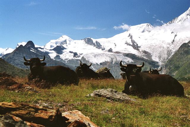 Ob das liebe Vieh für die eindrucksvollen Viertausender bei Saas Fee einen Blick hat? Mit Allalinhorn und Alphubel.