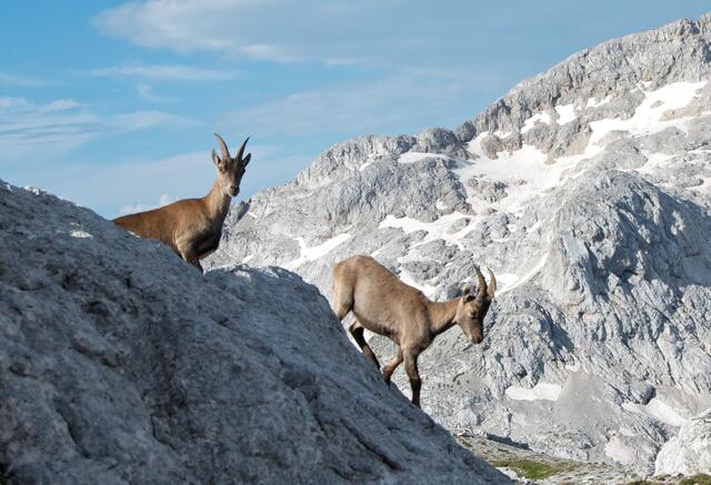 Da sie schon lange nicht mehr bejagd werden, sind die Steinböcke, wie auch die Murmeltiere, sehr zutraulich geworden. Hier am Triglav, dem höchsten Berg Sloweniens.