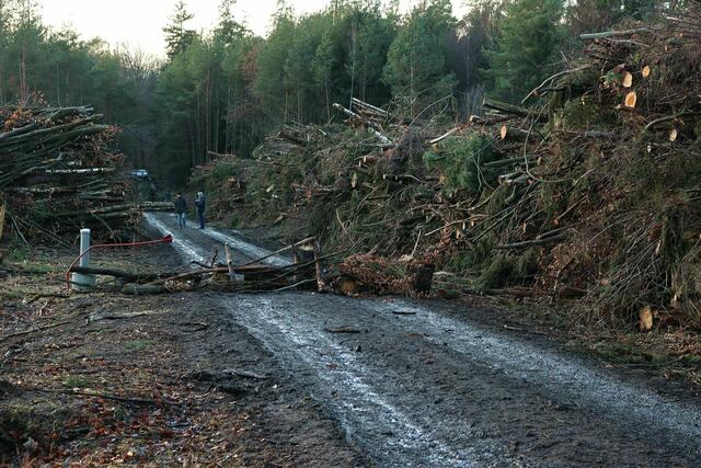 Auf der Kirchenstumpfschneise und A49-Trasse im Herrenwald