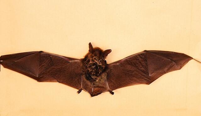 Es ist eine Zwergfledermaus (Bild von mir von 2008)