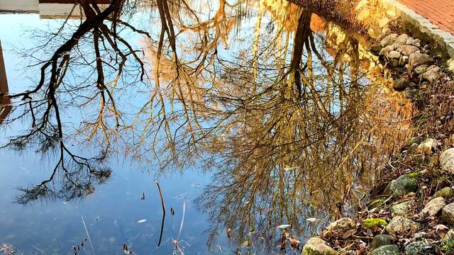20. Januar 2021. In unserem Park! Ein Blick in den Himmel! Bleibt gesund!