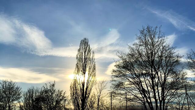 20. Januar 2021. In unserem Park! Ein Blick in den Himmel! Bleibt gesund!