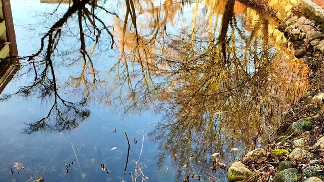 20. Januar 2021. In unserem Park! Ein Blick in den Himmel! Bleibt gesund!
