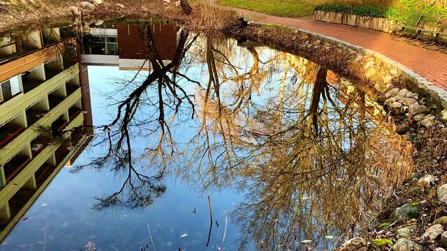 20. Januar 2021. In unserem Park! Ein Blick in den Himmel! Bleibt gesund!