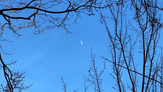 20. Januar 2021. In unserem Park! Ein Blick in den Himmel! Bleibt gesund!