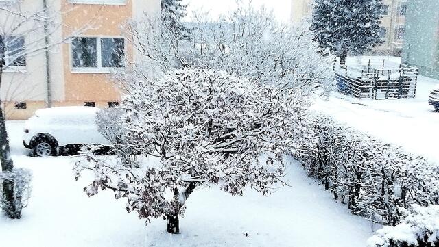 Winterwonderland Nebra am 26.1.2021 ! 
Seit Jahren hat es nicht mehr viel zu bei uns geschneit, unsere Enkel und die Hunde haben sich gefreut mal wieder Schlitten fahren zu können und im Schnee so richtig austoben zu können !