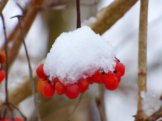 Schneebeeren :-)))