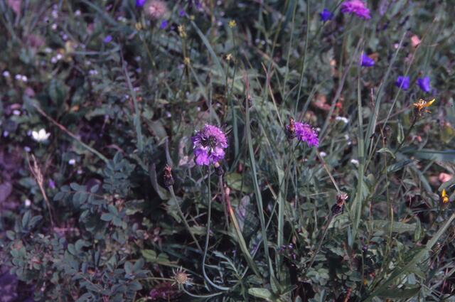 Blumen am Weg