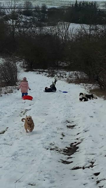 Winterwonderland Nebra am 26.1.2021 ! 
Seit Jahren hat es nicht mehr viel zu bei uns geschneit, unsere Enkel und die Hunde haben sich gefreut mal wieder Schlitten fahren zu können und im Schnee so richtig austoben zu können !