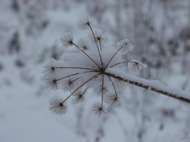 Oder Sternchen :-)))