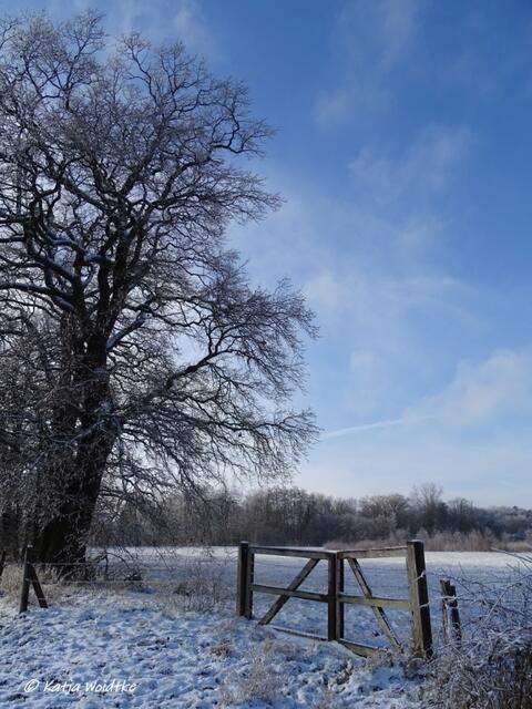 Winterwunderland in Kaltenweide (Foto: Katja Woidtke)