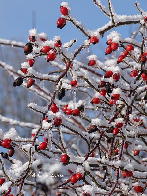 Winterwunderland in Kaltenweide - vereiste Hagebutten (Foto: Katja Woidtke)