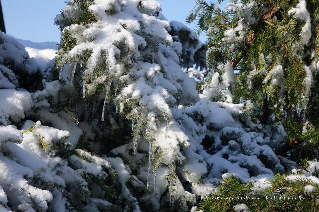 ...der schwere Schnee drückt die Zweige...