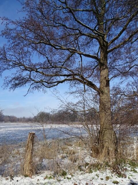 Winterwunderland in Kaltenweide (Foto: Katja Woidtke)
