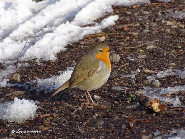 Winterwunderland in Kaltenweide - Rotkehlchen (Erithacus rubecula) (Foto: Katja Woidtke)
