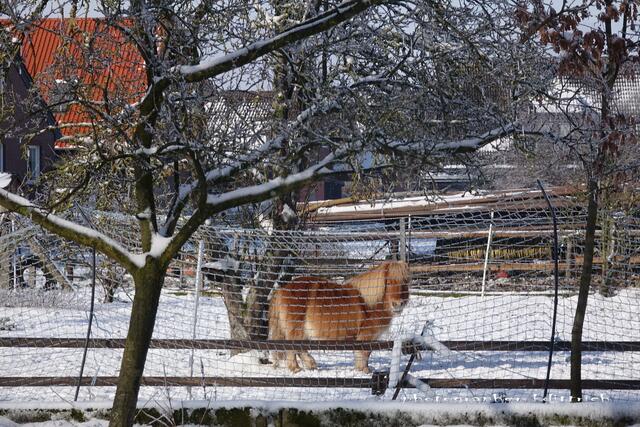 Ponny im Schnee...