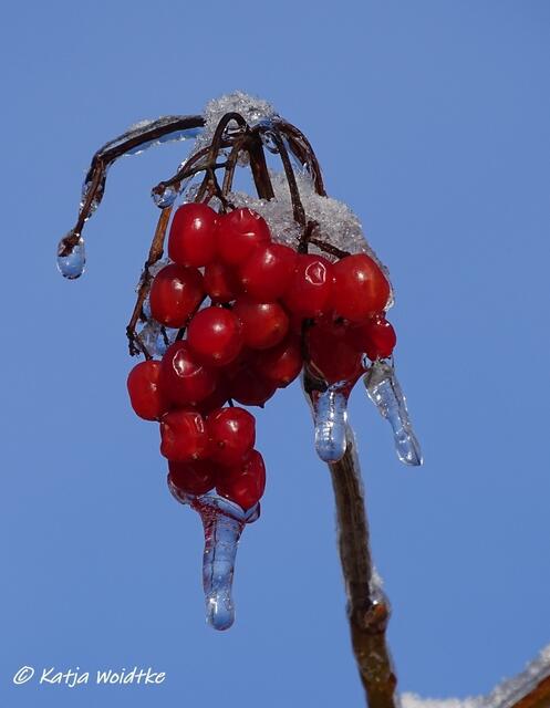 Winterwunderland in Kaltenweide - Früchte des Schneeballs (Foto: Katja Woidtke)