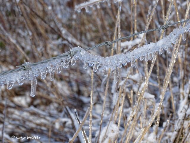 Winterwunderland in Kaltenweide (Foto: Katja Woidtke)