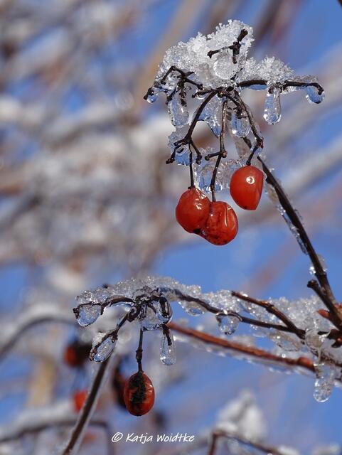 Winterwunderland in Kaltenweide (Foto: Katja Woidtke)