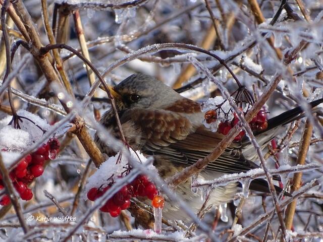Winterwunderland in Kaltenweide - Wacholderdrossel (Turdus pilaris) hat sich zum Schutz gegen die Kälte aufgeplustert (Foto: Katja Woidtke)