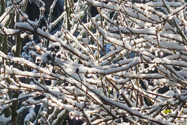 Forsythienzweige...