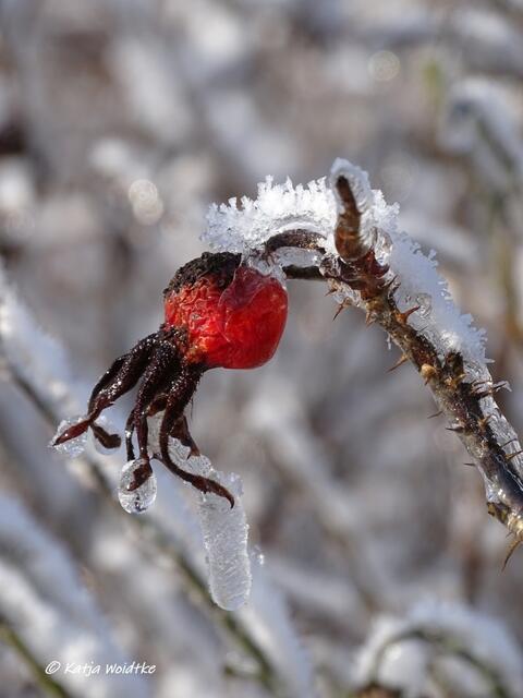 Winterwunderland in Kaltenweide (Foto: Katja Woidtke)