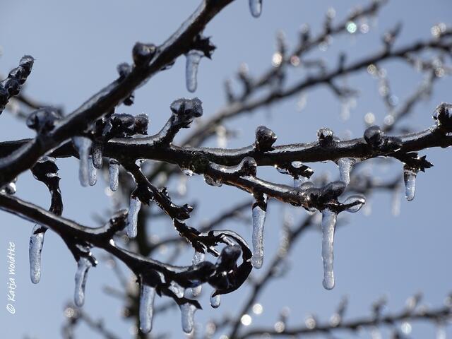 Winterwunderland in Kaltenweide (Foto: Katja Woidtke)