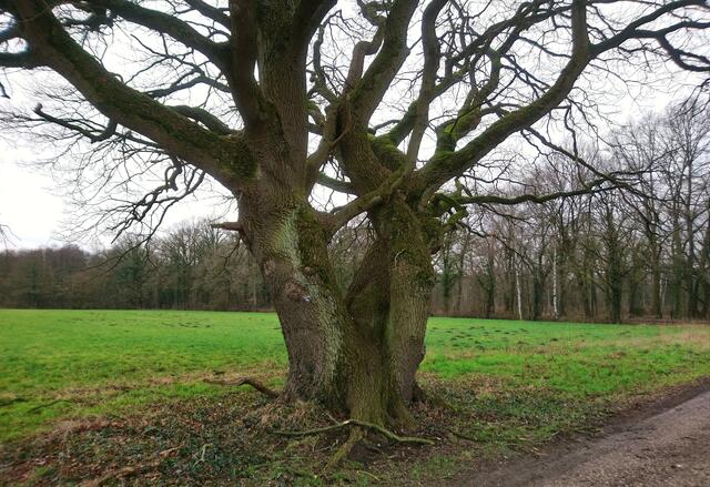 Der Baum ist ein Naturdenkmal