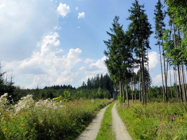 Durch den Hartwald