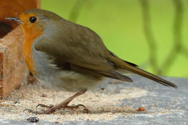Ich träume von den Tagen, wenn alles wieder in Grüntönen  leuchtet und nicht alles so leer gefuttert ist. Mit einem Futterangebot wie...im nächsten Bild!