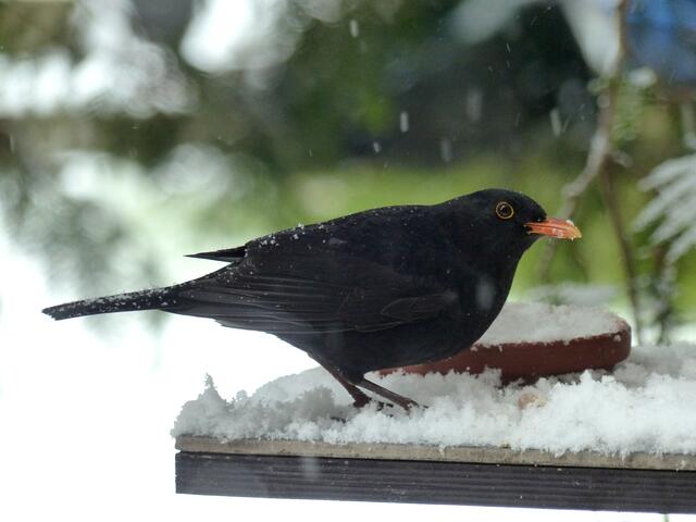 Der Amselhahn sucht während eines Schneeschauers an der weniger geschützten Futterstelle nach einem leckeren Häppchen. Der "Schneeräumdienst" war noch nicht aktiv.