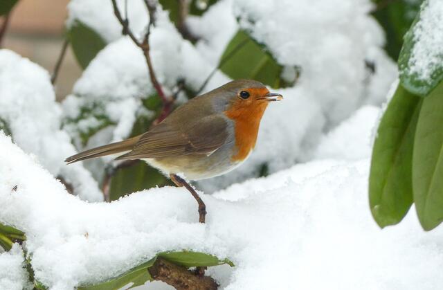 Wenn ich meine Futterkörnchen im Garten finde komme ich gerne wieder (Bitte die Lupe benutzen). Am sehr frühen Morgen, denn ich bin gerne der erste Gast und auch in der Dämmerung kann man mich hier entdecken.