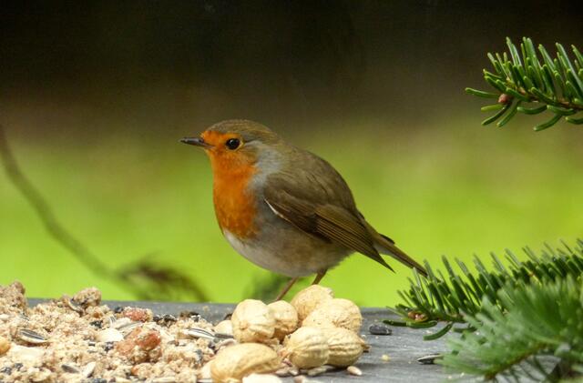 Vogelträume...erfüllen sich! Tschüss bis bald, leider nicht wie in diesem Traum...sondern vielleicht im tiefen Schnee! Eine Fortsetzung wird folgen. Wir sehen uns wieder!