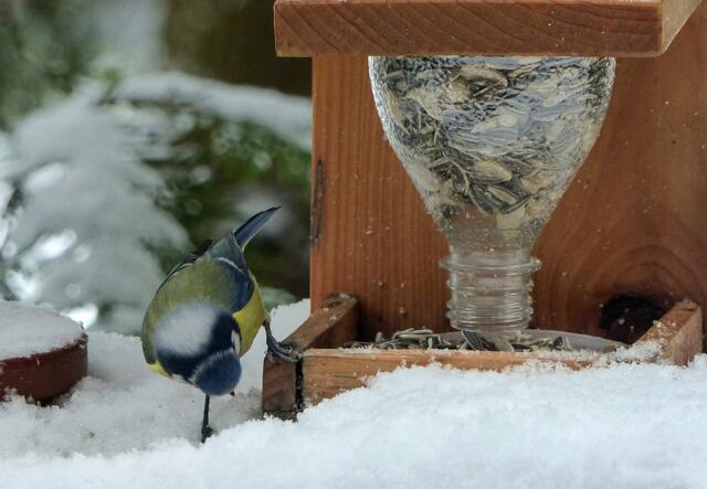Die Blaumeise denkt sich: ,,Dort unter werde ich etwas finden, denn meine Freunde werfen in der Hektik immer etwas daneben."