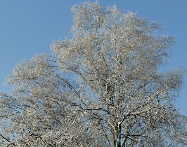 Die mit Raureif bedeckten Bäume leuchten vor strahlend blauem Himmel. Es müssen in der Nacht Temperaturen von mindestens minus - 8 Grad Celsius geherrscht haben, denn die braucht es zur Raureifbildung!