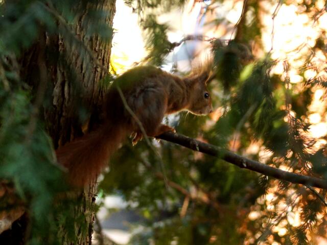 Ich bin Fipps, das erste Hörnchen in Susannes Garten. Im nächsten Beitrag lernt ihr mich kennen!