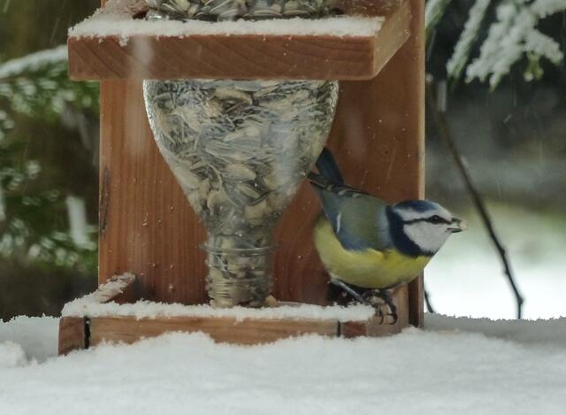 Ja, in dem Wickel lag allerlei Leckeres. Ganz schnell bin ich davongeflogen. Nun habe ich beim nächsten Anflug schon wieder ein passendes Körnchen gefunden. Diesen Futterplatz muss ich mir merken. Wir sehen uns wieder!