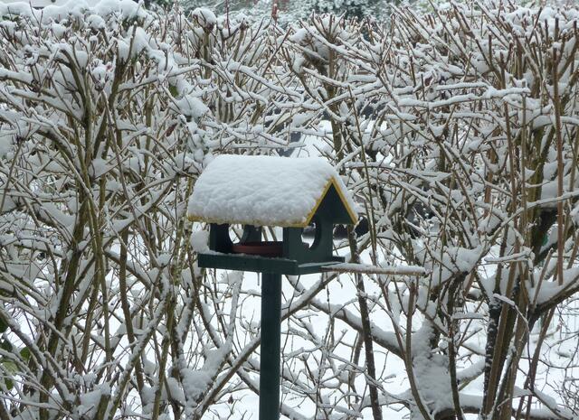 Auch das 2. Futterhaus ist mit einer dicken Schneeschicht überzogen. Das in einem Untersetzer servierte Futter ist wunderbar trocken geblieben und ganz flink, im superschnellen An- und Abflug geleert worden.