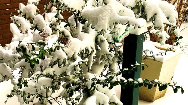 7. Februar 2021. Es schneit! Bleibt gesund!