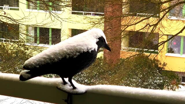 7. Februar 2021. Es schneit! Bleibt gesund!