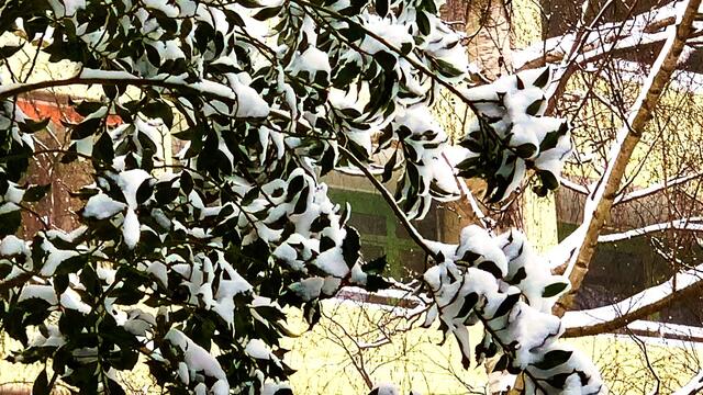 7. Februar 2021. Es schneit! Bleibt gesund!