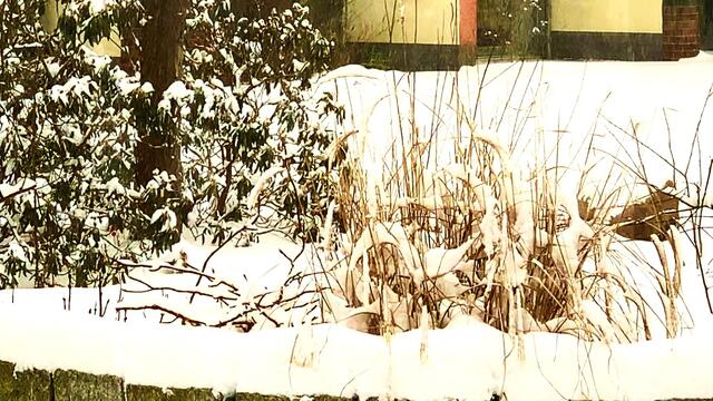 7. Februar 2021. Es schneit! Bleibt gesund!