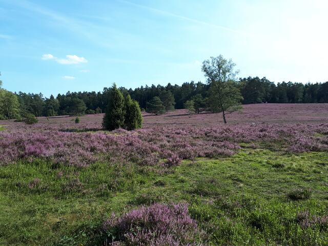 Die Heide blüht im August.
