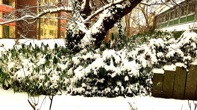 7. Februar 2021. Es schneit! Bleibt gesund!