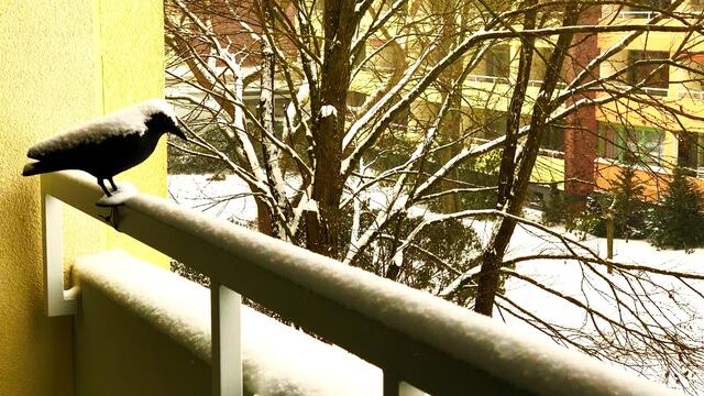 7. Februar 2021. Es schneit! Bleibt gesund!
