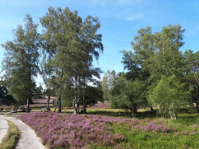 Lüneburger Heide - im Büsenbachtal